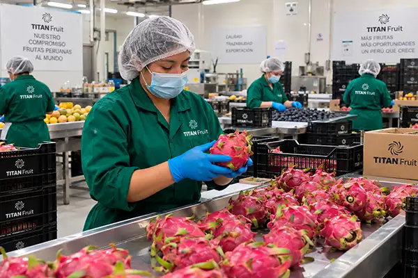 Fruit selection conveyor at packing facility