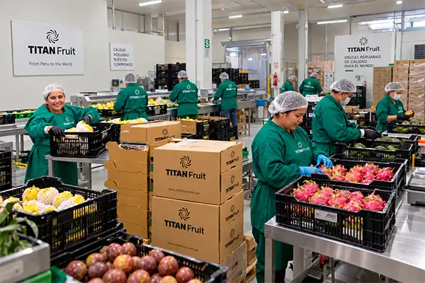 Dragon fruit conveyor and sorting line